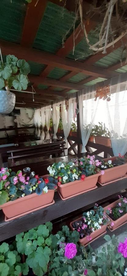 ホテル Casa David スリナ エクステリア 写真